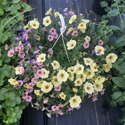 Hanging Baskets