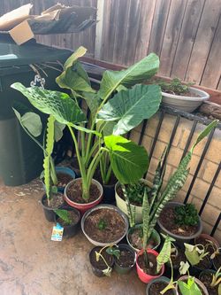 Tropical plants // plantas tropicales