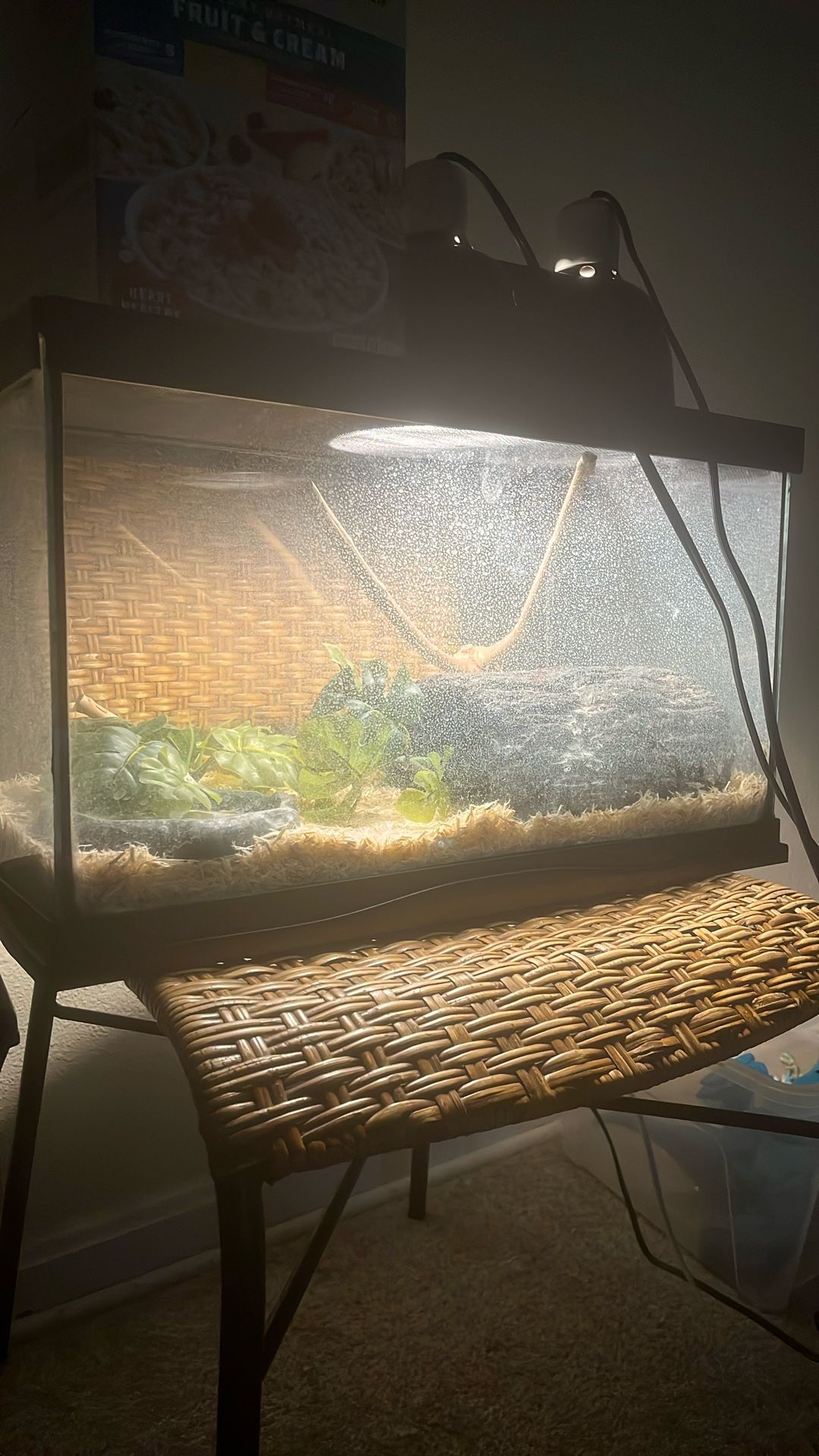 Ball Python