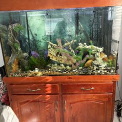 Established 110 Gallon Fresh Water Aquarium 