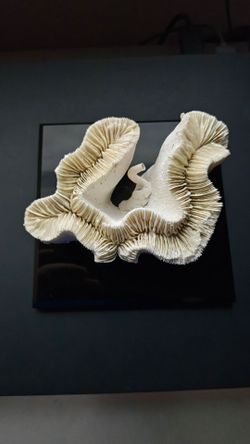 Coral Paperweight