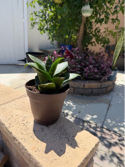 Snake plant birds nest