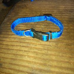 Used Collar For A Small Dog