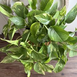 Golden Pothos