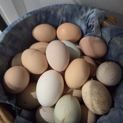 Farm Fresh Eggs $5
