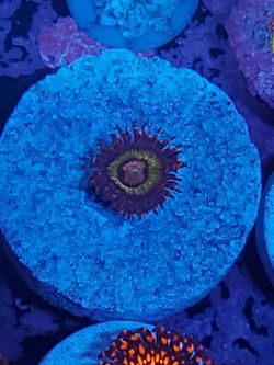 poison ivy zoa coral