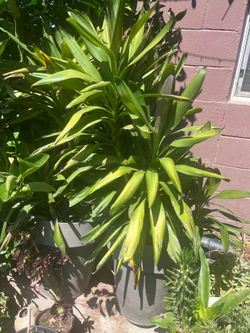 Planta muy grande