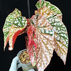 Begonia Snow-capped Pink Var
