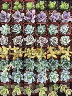 Beautiful colorful 2-inch succulents