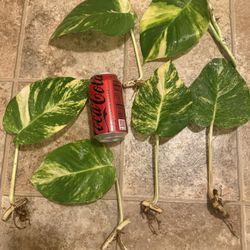 Giant golden pothos cuttings ready for a moss pole