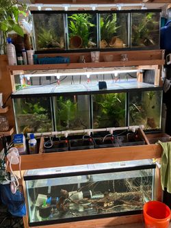 Custom Aquarium Fish Breeding Rack