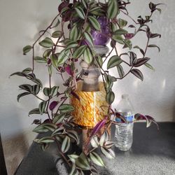 Gorgeous Tradescantia Zebrina Plant 