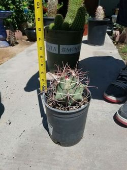 Horse crippler cactus