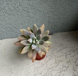 Graptosedum  francesco   Baldi  plant