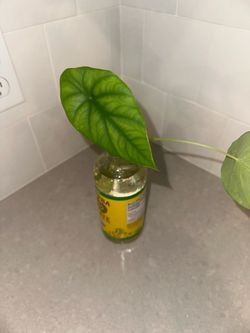 Alocasia dragon shield starter