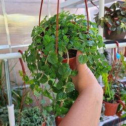 Swedish Ivy Plant 6in 