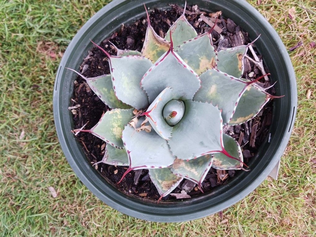 Butterfly Agave