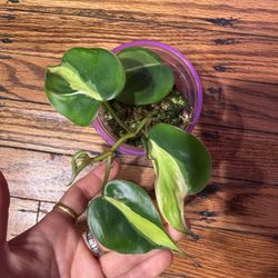 Philodendron Cream Splash Plant