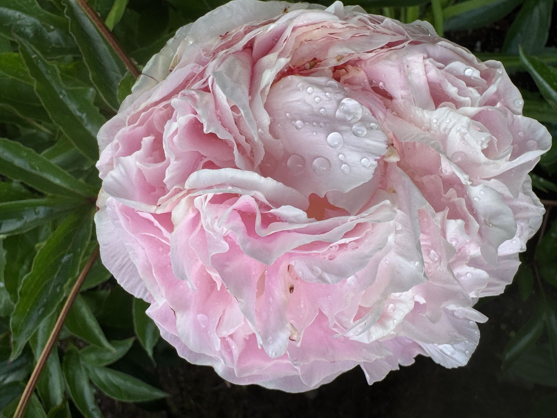 Peony Blooms