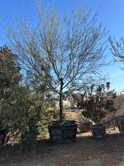 Arizona-Sonoran Desert Museum Palo Verde tree, thornless, drought tolerant shade tree 48” box