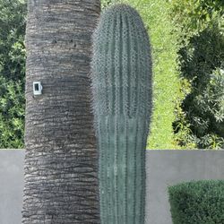 SAGUARO  CACTUS  8 FEET TALL