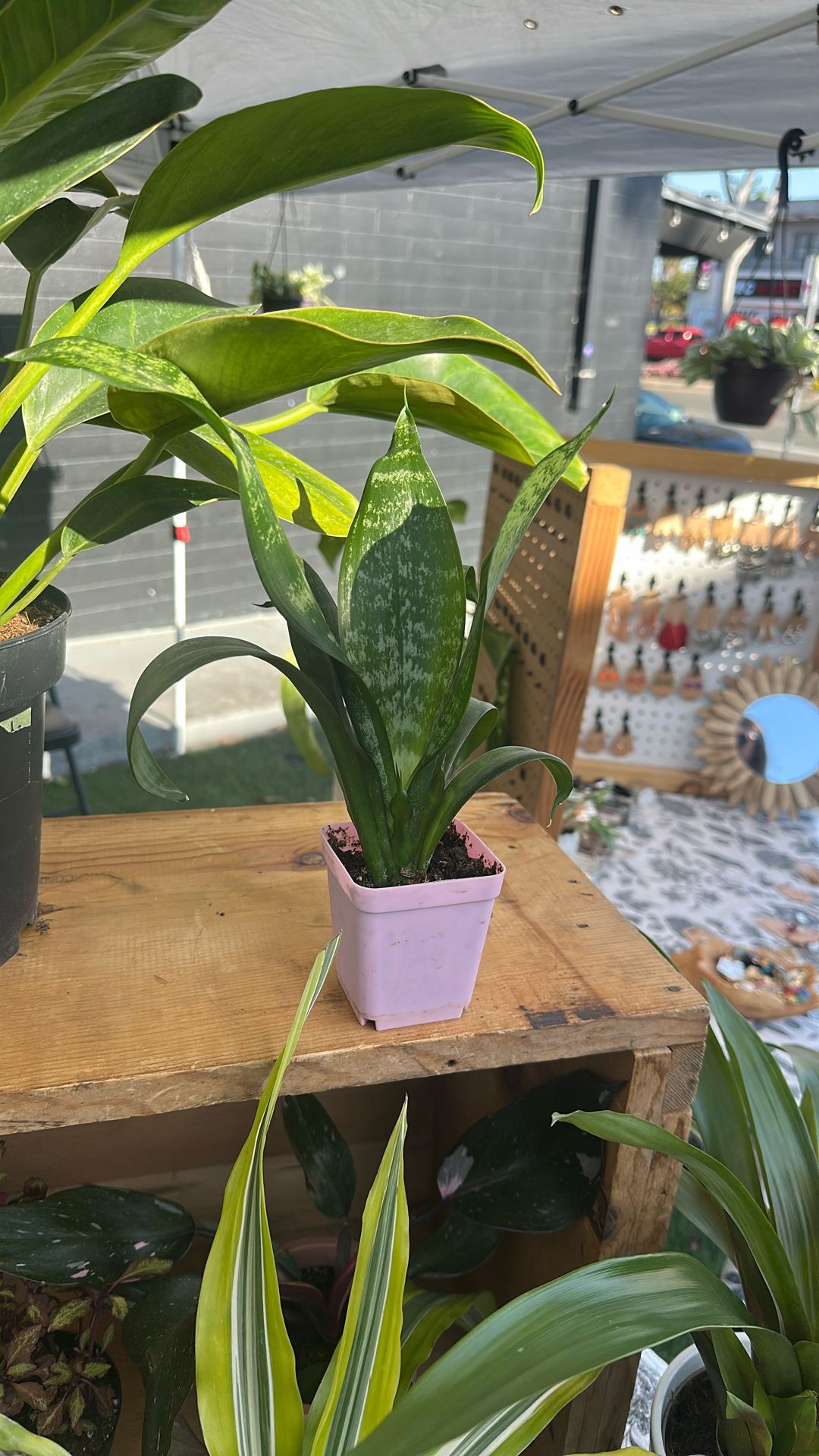 Snake Plant 3” Pot