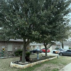 GOOD PRICES ON TREE 🌲