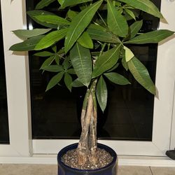 Bonsai Money Tree