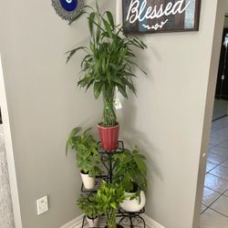 Plant Holder
