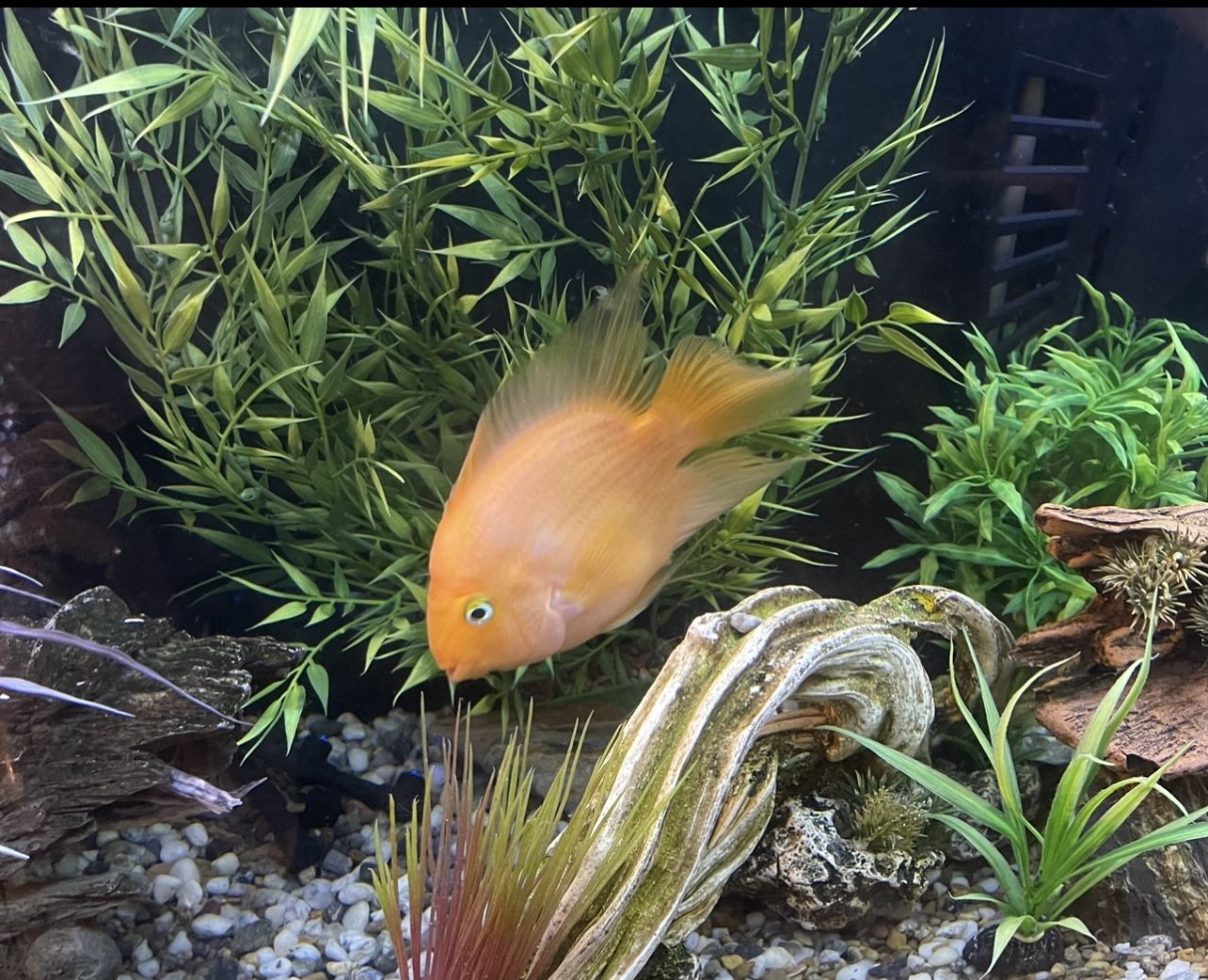 Free Blood Parrot Fish