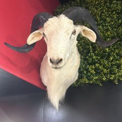 Goat Taxidermy head brand new
