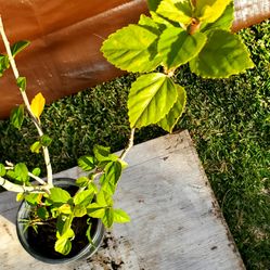 #30  Light pink hibiscus 1Gal 3feettall