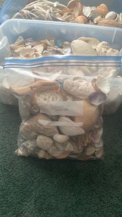 Sea shells/$10 gallon ziplock bag