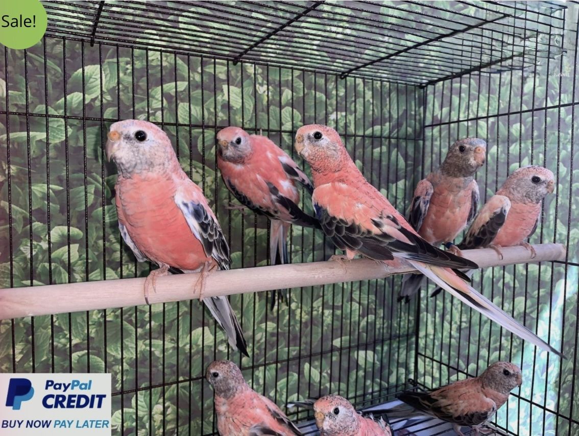 Rosy Bourke Parakeet for sale (Parrot)