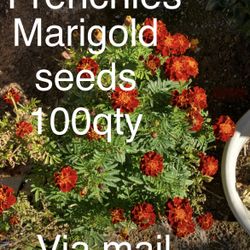 French Marigold SEEDS  ONLY ! Via Mail Or Local Pickup