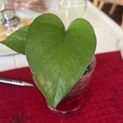 Golden Photo Epipremnum Aureum