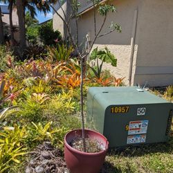 chaya spinach tree edible tree butterfly tree