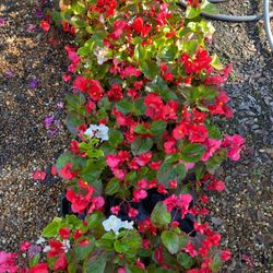 Sun Patiens! 