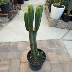 🌵 Multiheaded San Pedro (Trichocereus Pachanoi) Stand • Plants • Cacti 🌵 