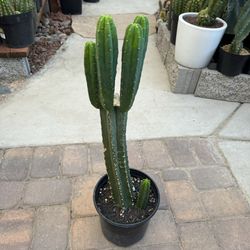 dracena surculosa Dracaena Surculosa - Florida Beauty | Uprooted
