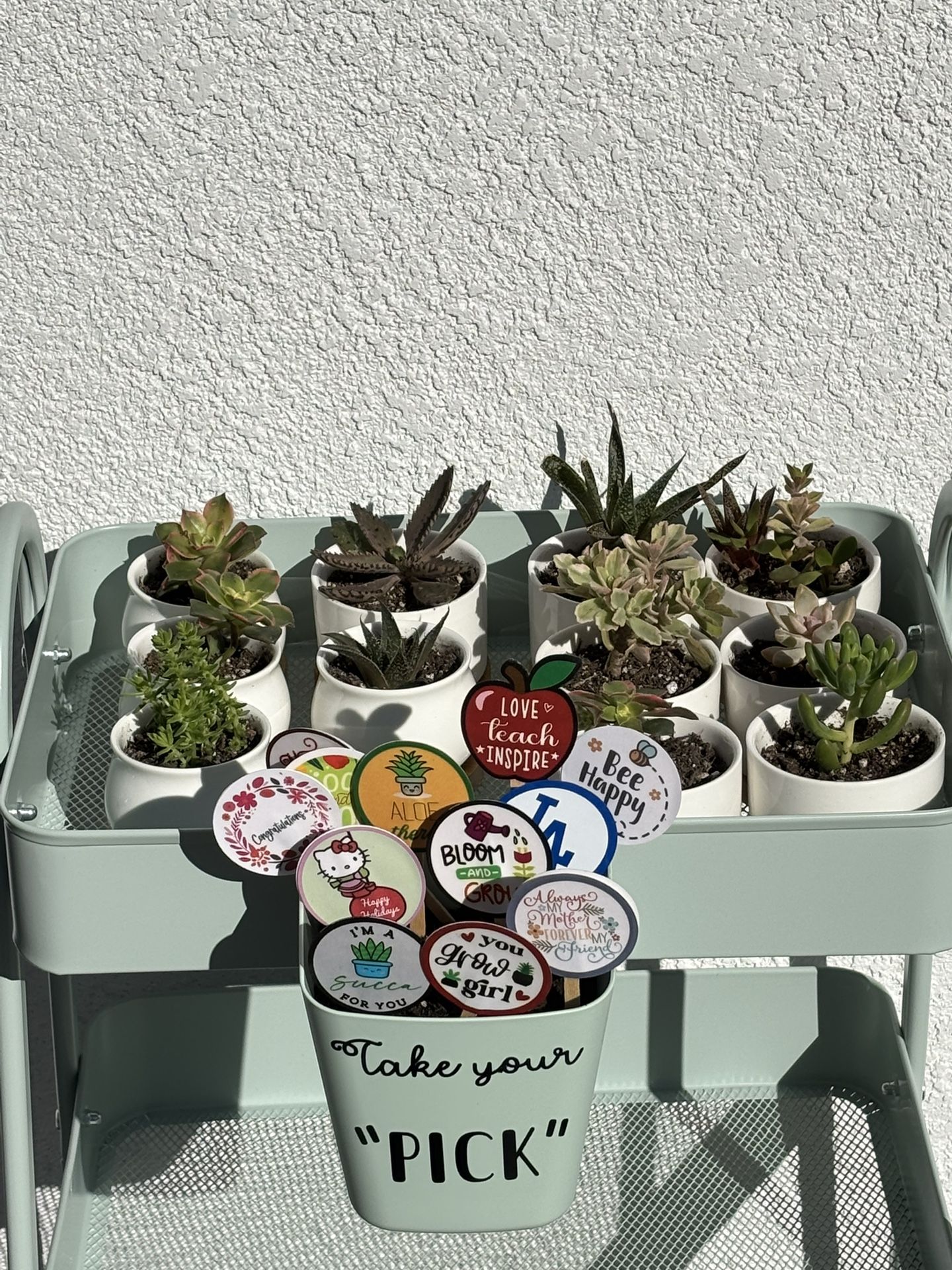 mini succulent gift plants in ceramic pots w/ pick marker spike