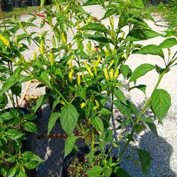 Amazon Hot Pepper Plants