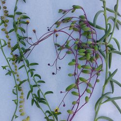 Strings  Of  Variety  Cutting  Succulent 