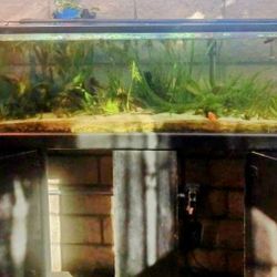 60 Gallon Long Fish Tank With Stand