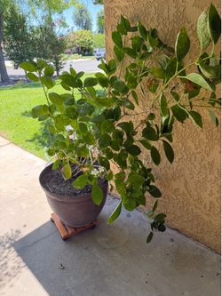 Large white Hydrangea