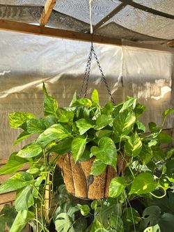 Hawaiian Potho