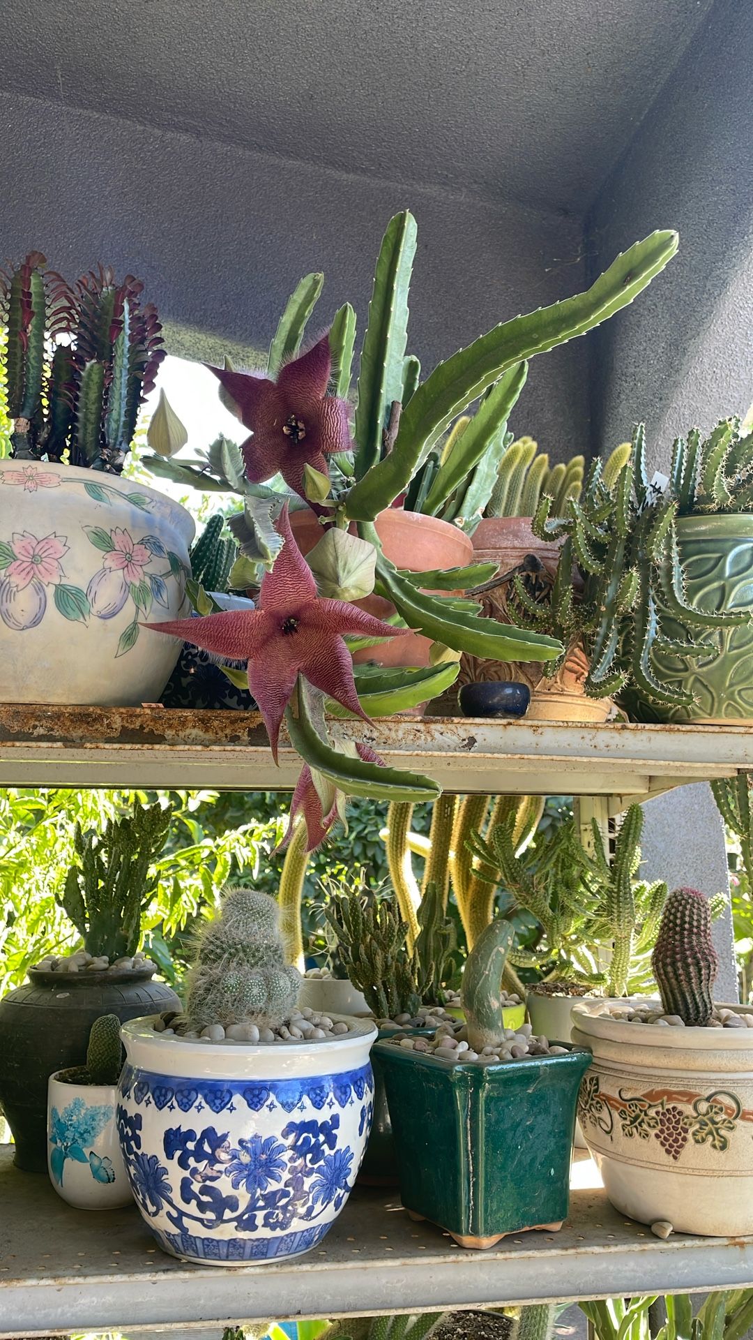 Planter. De Stapelia.