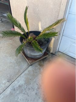 Sago palm.