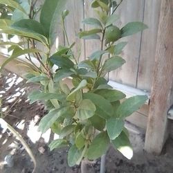 Dwarf Lime Tree
