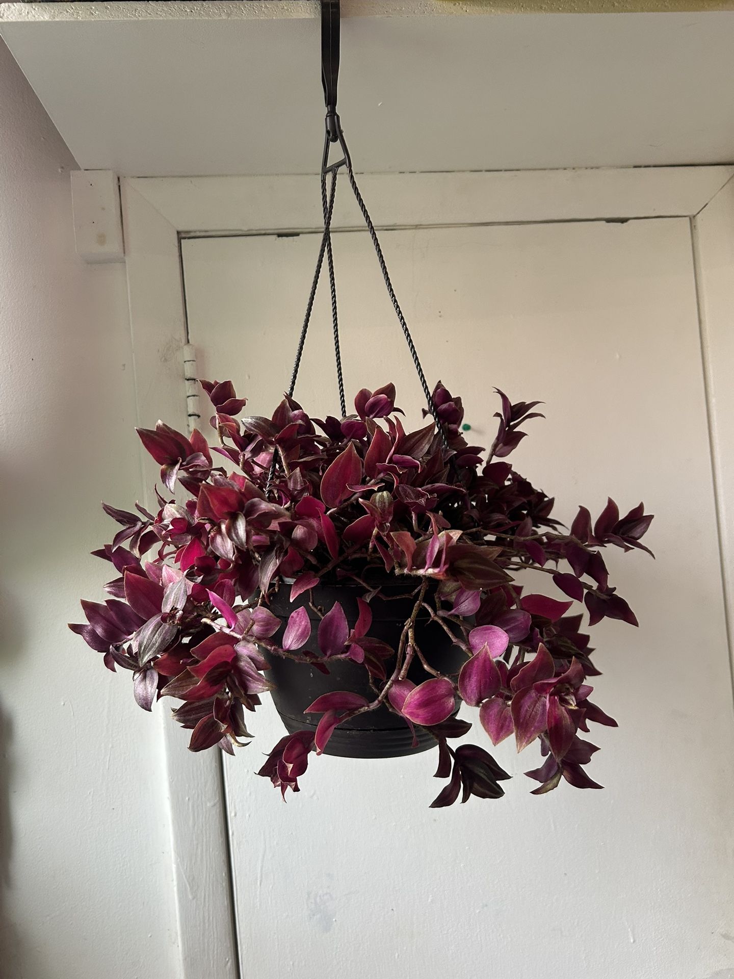 Tradescantia Zebrina In A Hanging Basket“I Dont Reply To Hi Is This Still Available! Read Description ⤵️